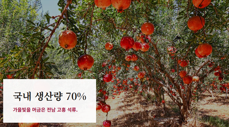 석류 수확시기