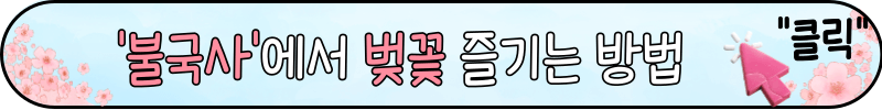 경주 벚꽃 명소