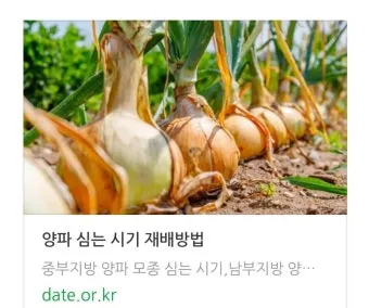 양파 재배 요령 정식 웃거름 도복 수확 건조 포인트_19