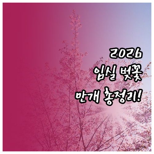 2026 임실 벚꽃 만개 예상 시기와..