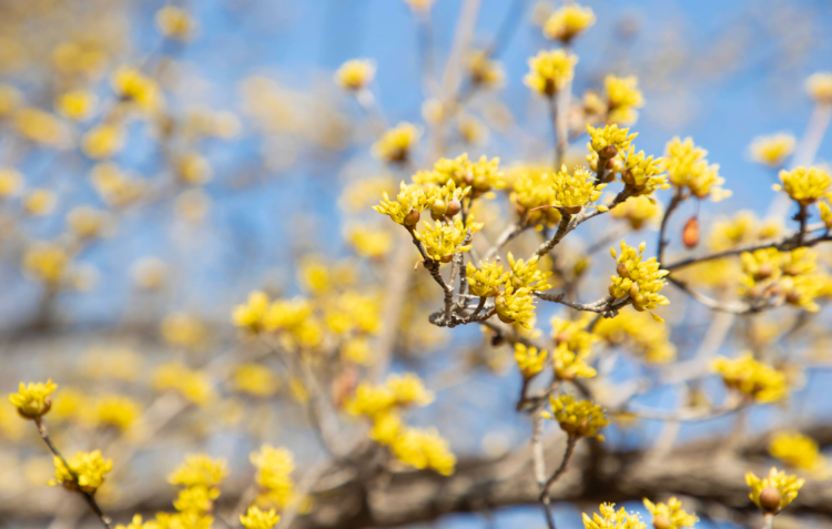 구례 산수유축제