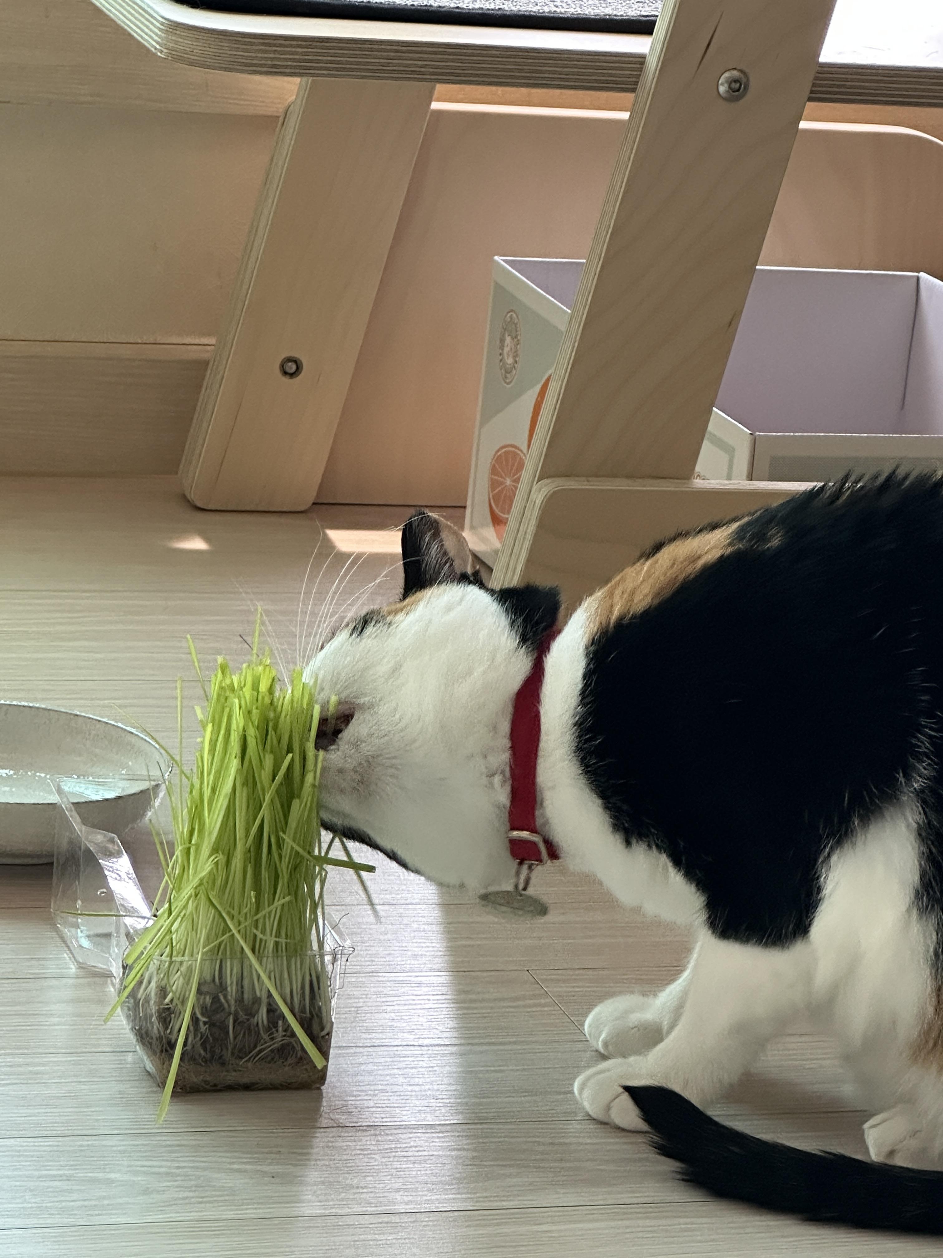 삼색이-고양이-다다의-캣글라스-먹방!