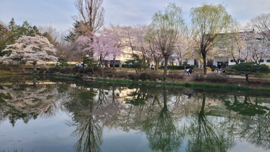 경주 벚꽃 여행 가이드 ❘ 벚꽃과 역사 여행의 만남, 보문호 & 첨성대