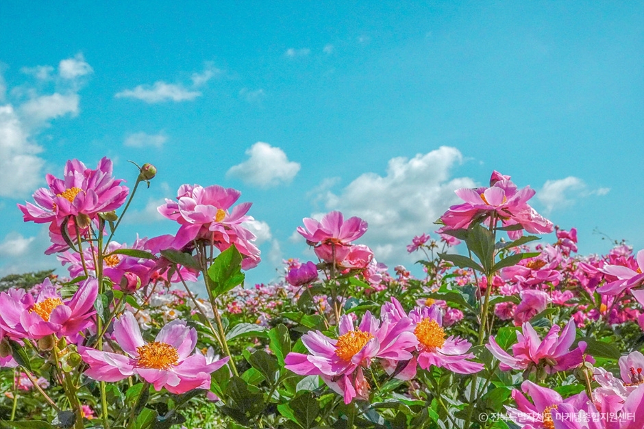 옥정호 작약 꽃밭