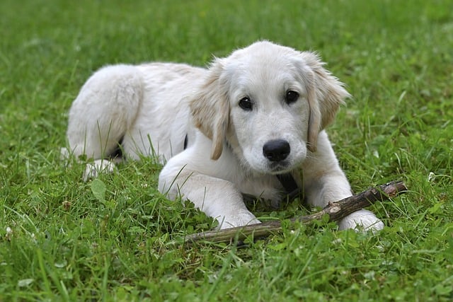 건강한 반려동물 간식 만들기 레시피를 살펴보자