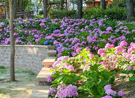 대구 이현공원 수국 개화