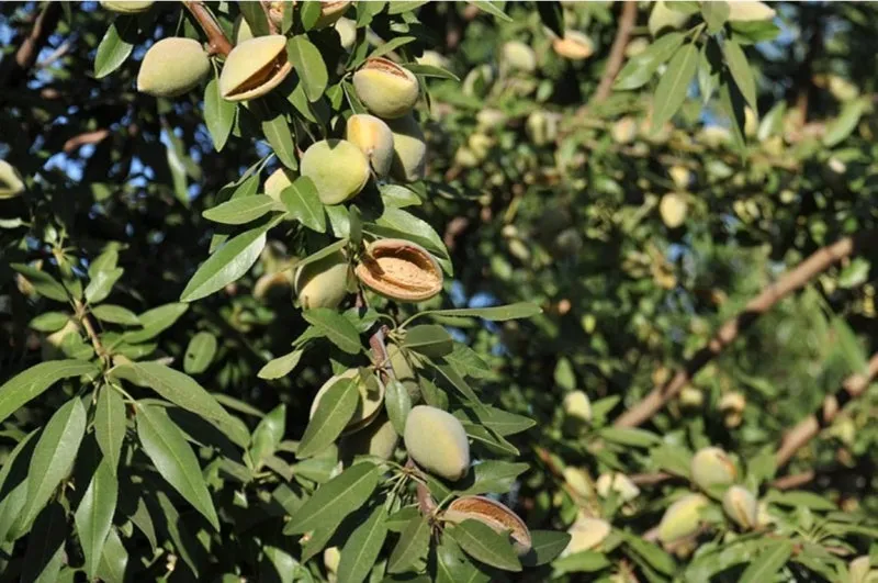 아몬드 재배 개화기 저온 대책 수분수 관리_2