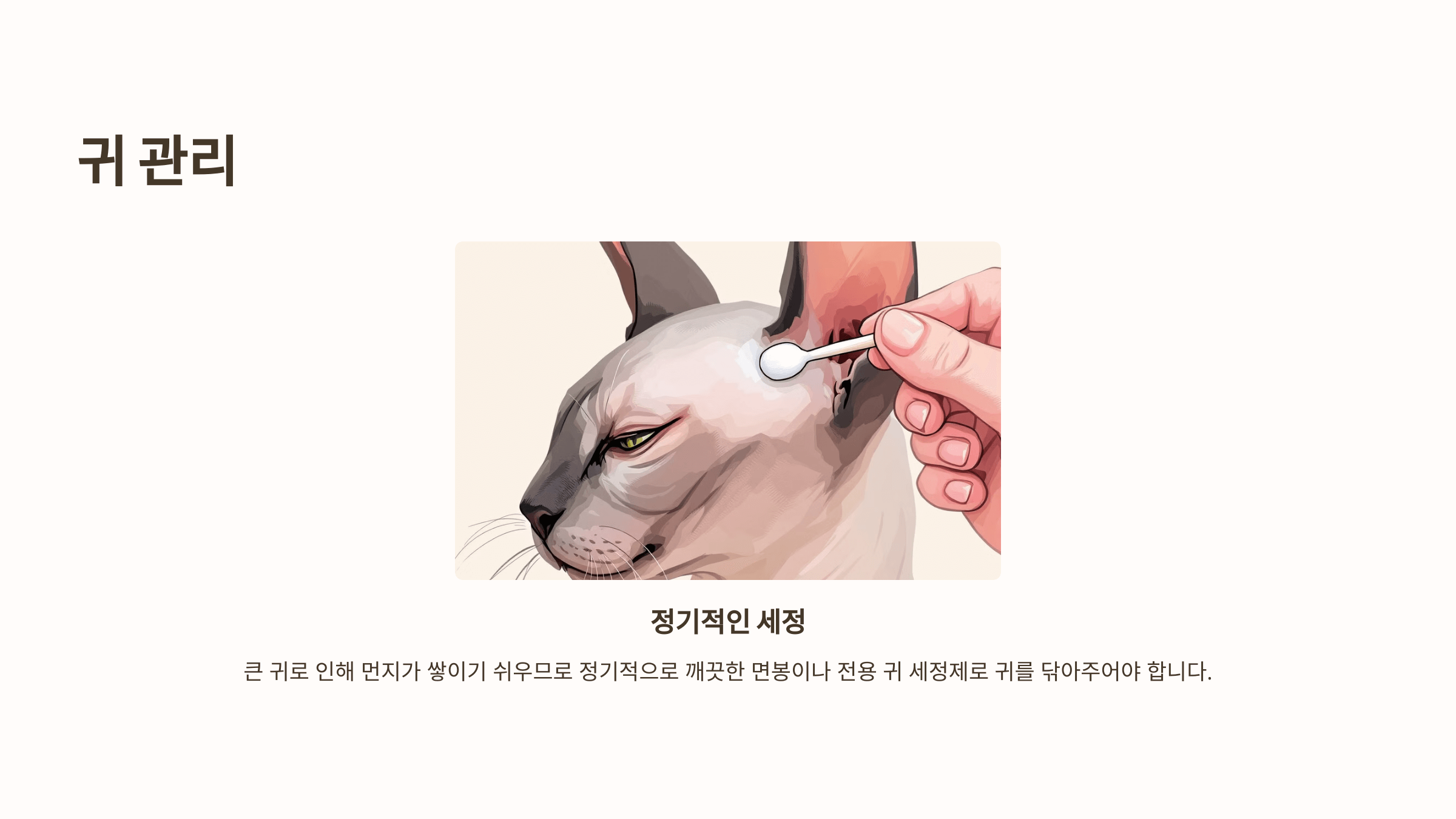 스핑크스 고양이 사진입니다.