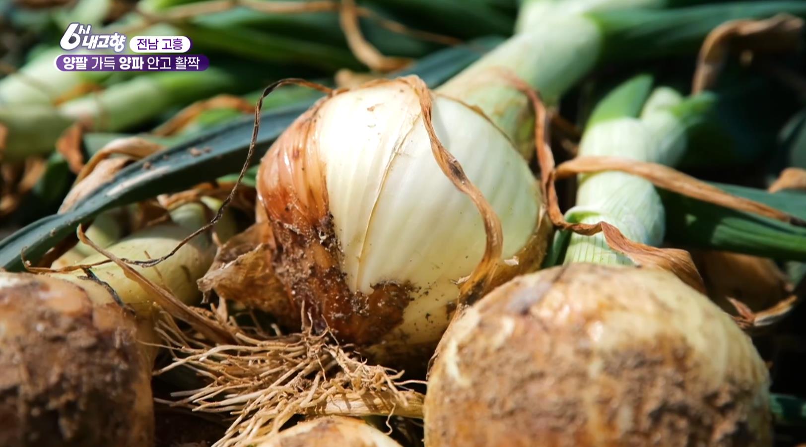 6시내고향 고흥 양파 수확 현장