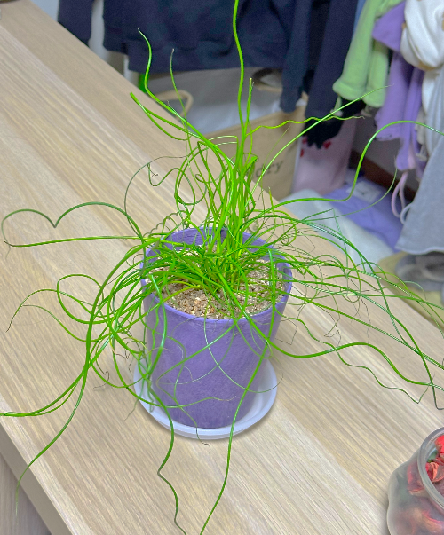 고양이 스프링 골풀