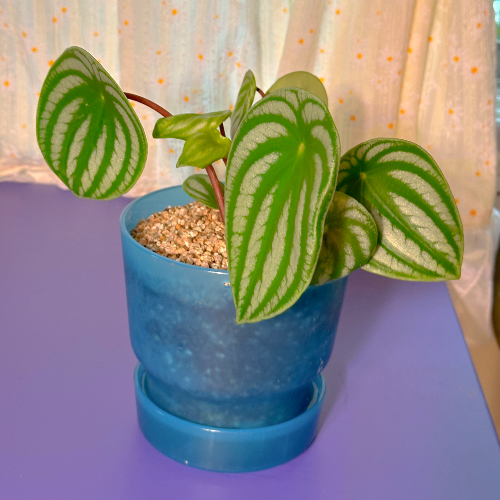 수박페페 분갈이