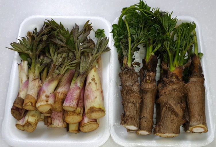 땅두릅 참두릅 효능과 부작용 