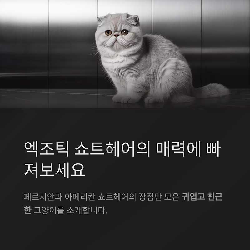 성격과 매력 요소