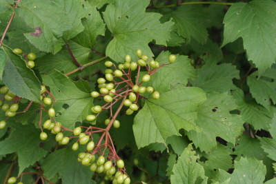 백당나무 열매2