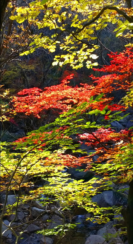설악산 단풍시기