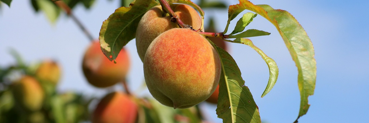 7월이 제철인 복숭아 이미지입니다.