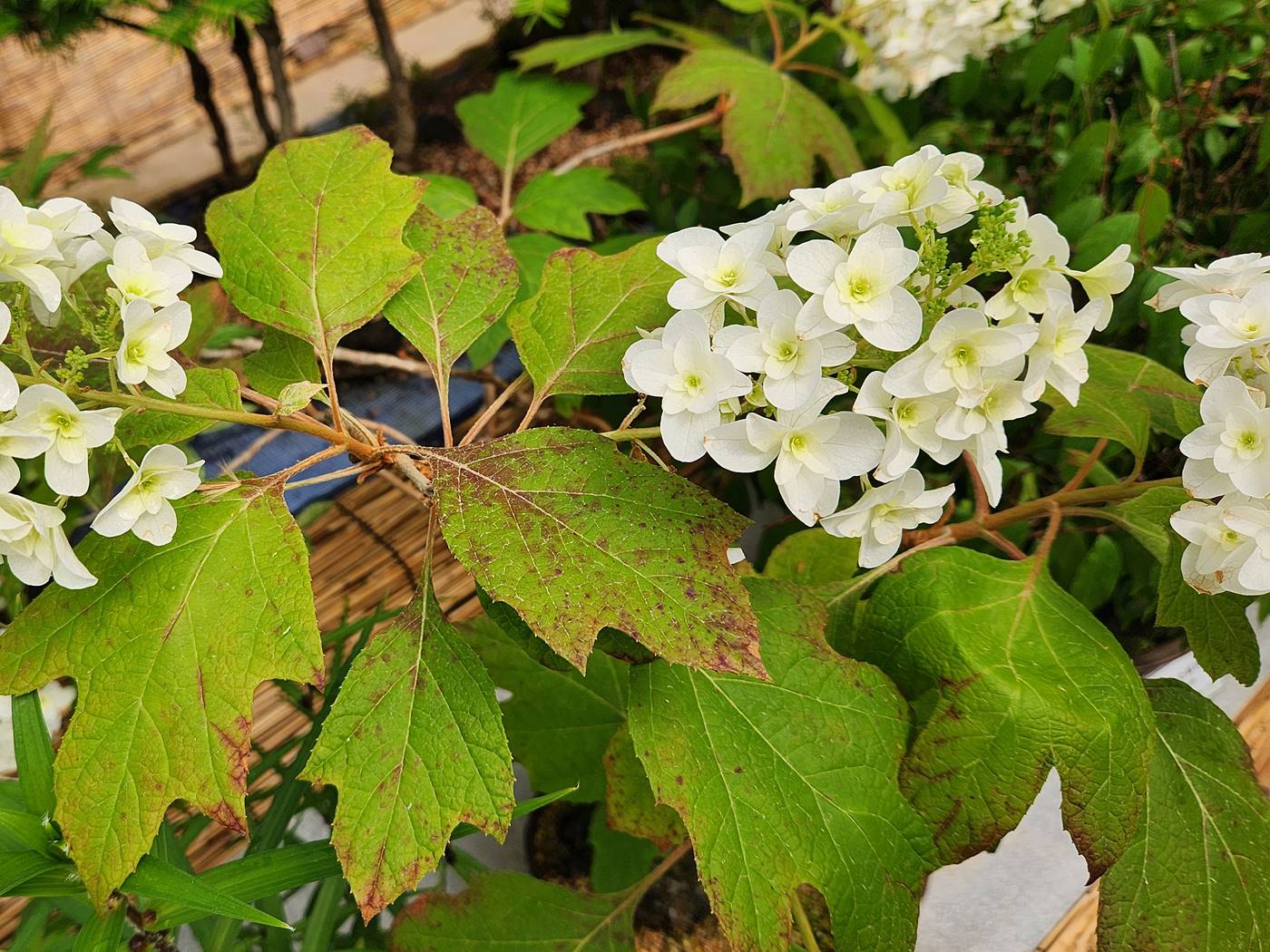 떡갈잎수국(Oakleaf Hydrangea)