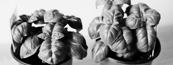 바질 씨앗, 바질 모종, 바질 물주기