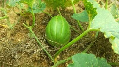 참외-촉성재배-재배시기-파종시기-정식시기-수확시기