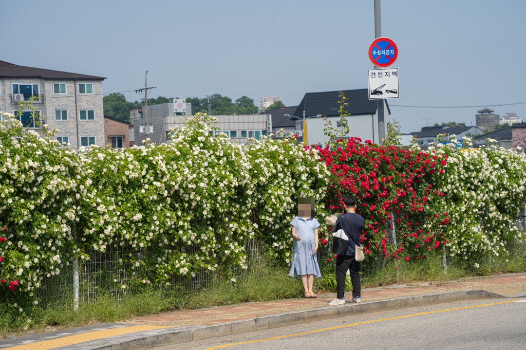 행궁동 화홍문 공영주차장 장미