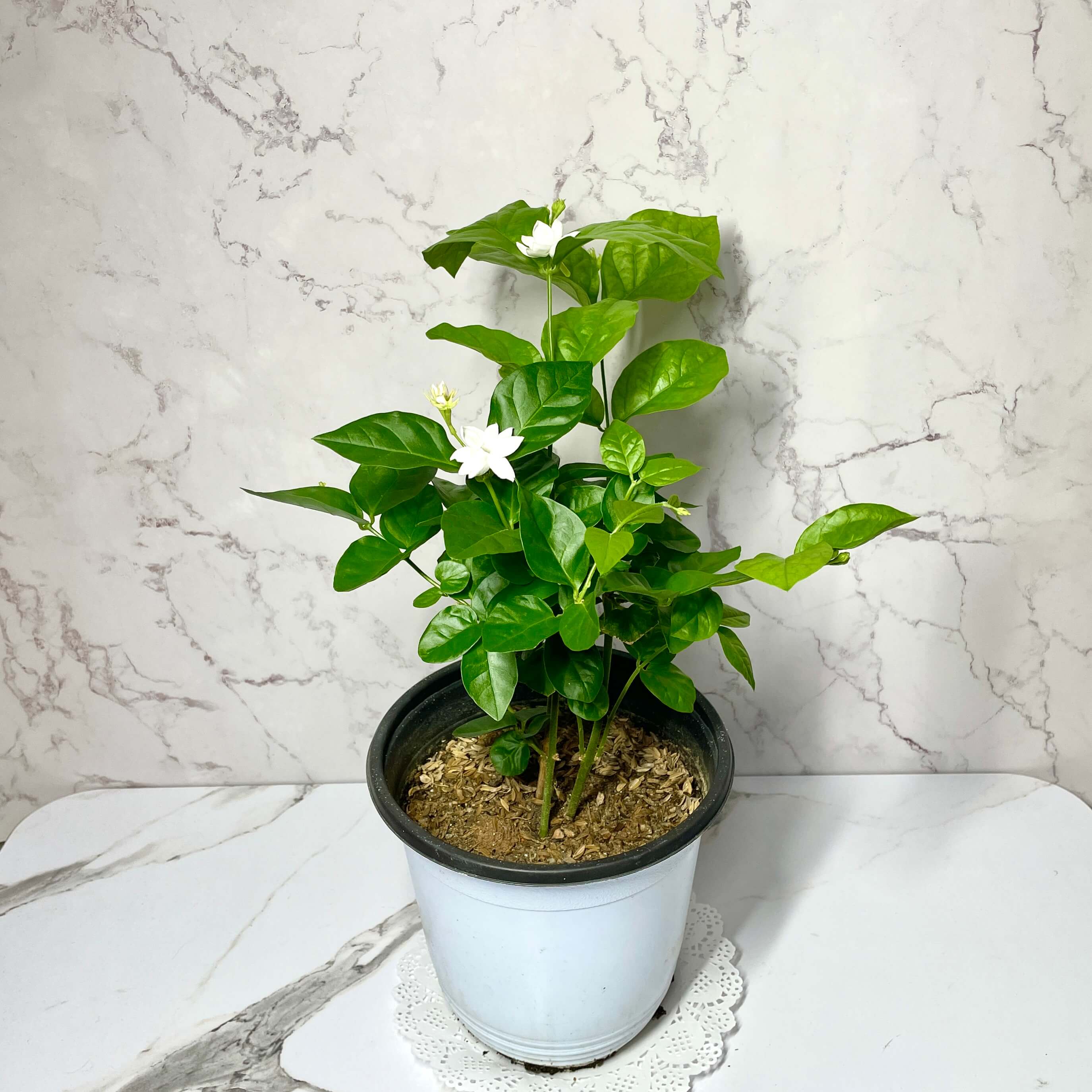 아라비안 자스민 키우기