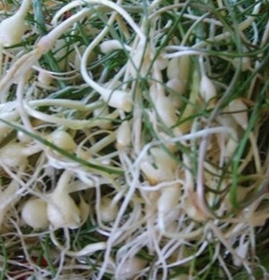 달래 효능 부작용 뿌리 고르는법