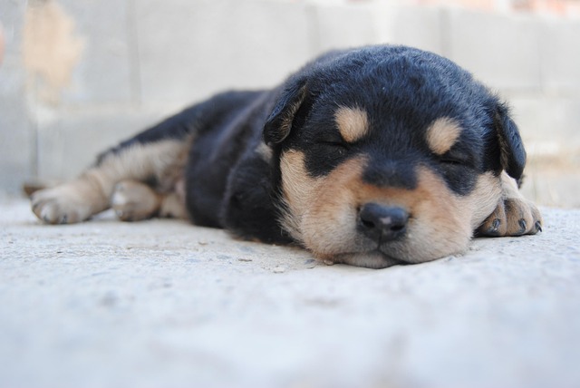 반려동물도 꿈을 꾸나? [강아지, 고양이, 설치류] 관련 사진