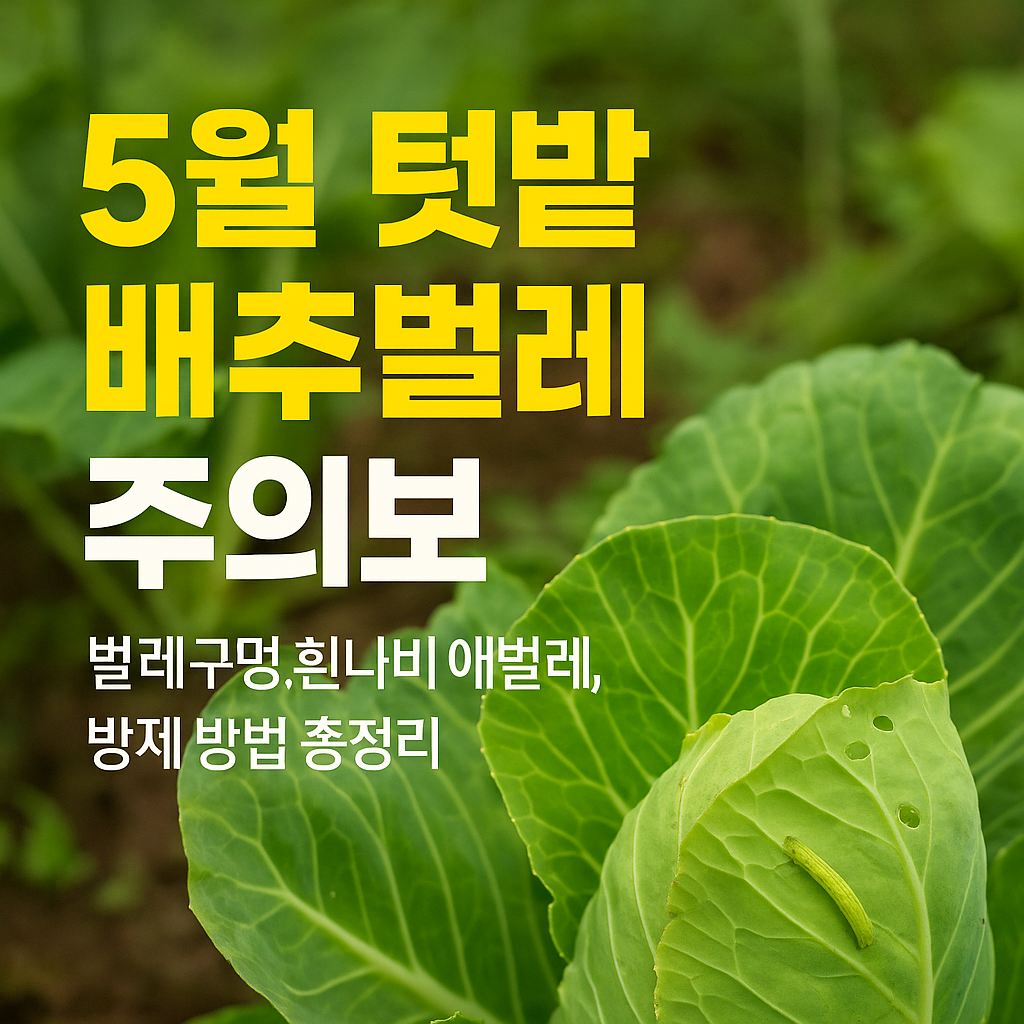 배추벌레