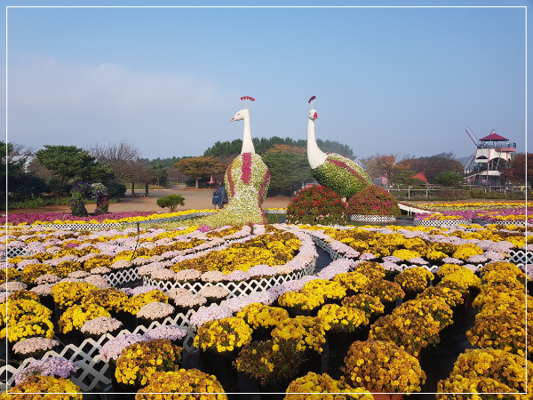 2025 태안 가을꽃 박람회 이미지 / 출처: 코리아플라워파크