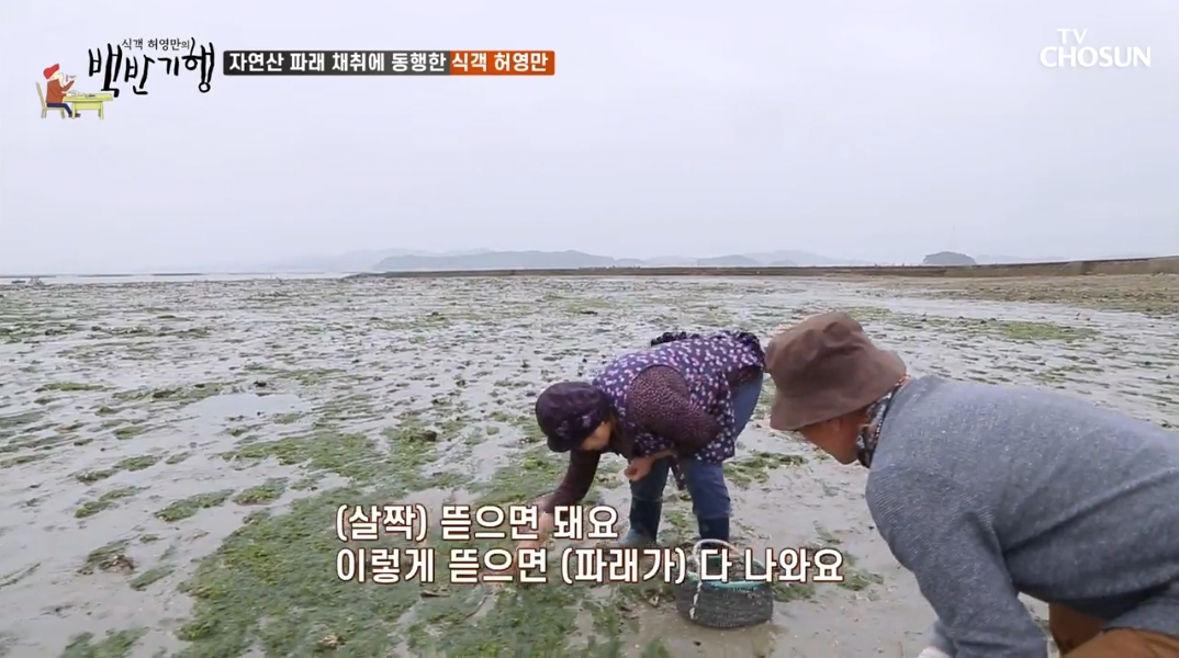 갯벌에서-파래-채취