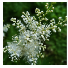 인제 눈개승마 꿀단지 농장