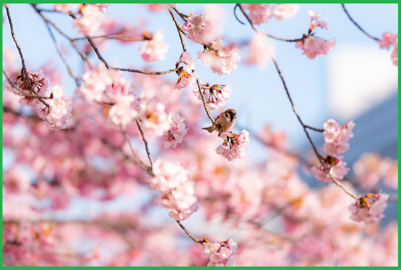 벚꽃놀이-아이템-준비물-추천