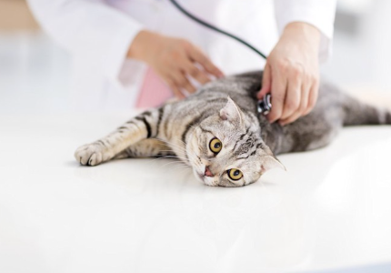 병원에서 수의사의 진찰을 받는 고양이.