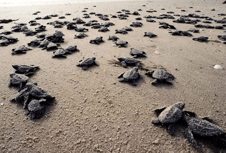 바다거북스프 문제