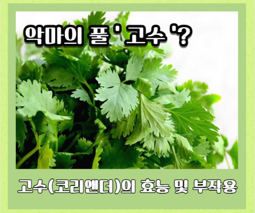 고수 효능 14가지와 부작용 및 섭취 시 주의사항
