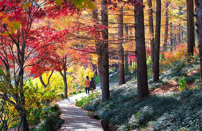 서울 근교 단풍 명소 BEST 5 , 화담숲 예약 모노레일 예약 방법