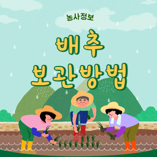 배추 보관법