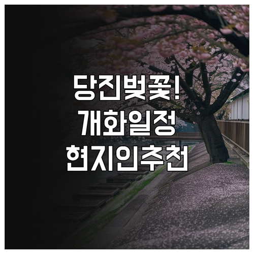 당진 벚꽃 개화 일정 및 현지인 추천..