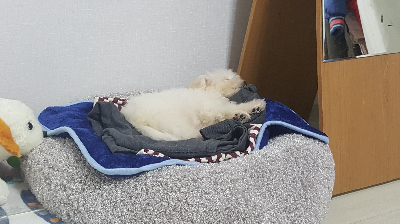 강아지가 집에서 편안하게 지낼 수 있는 생활공간 만들기