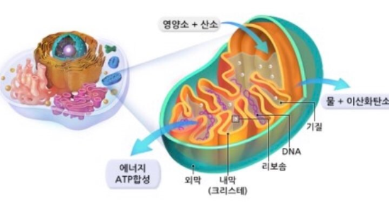 대사 피로와 영양소 부족 시대 관련 이미지