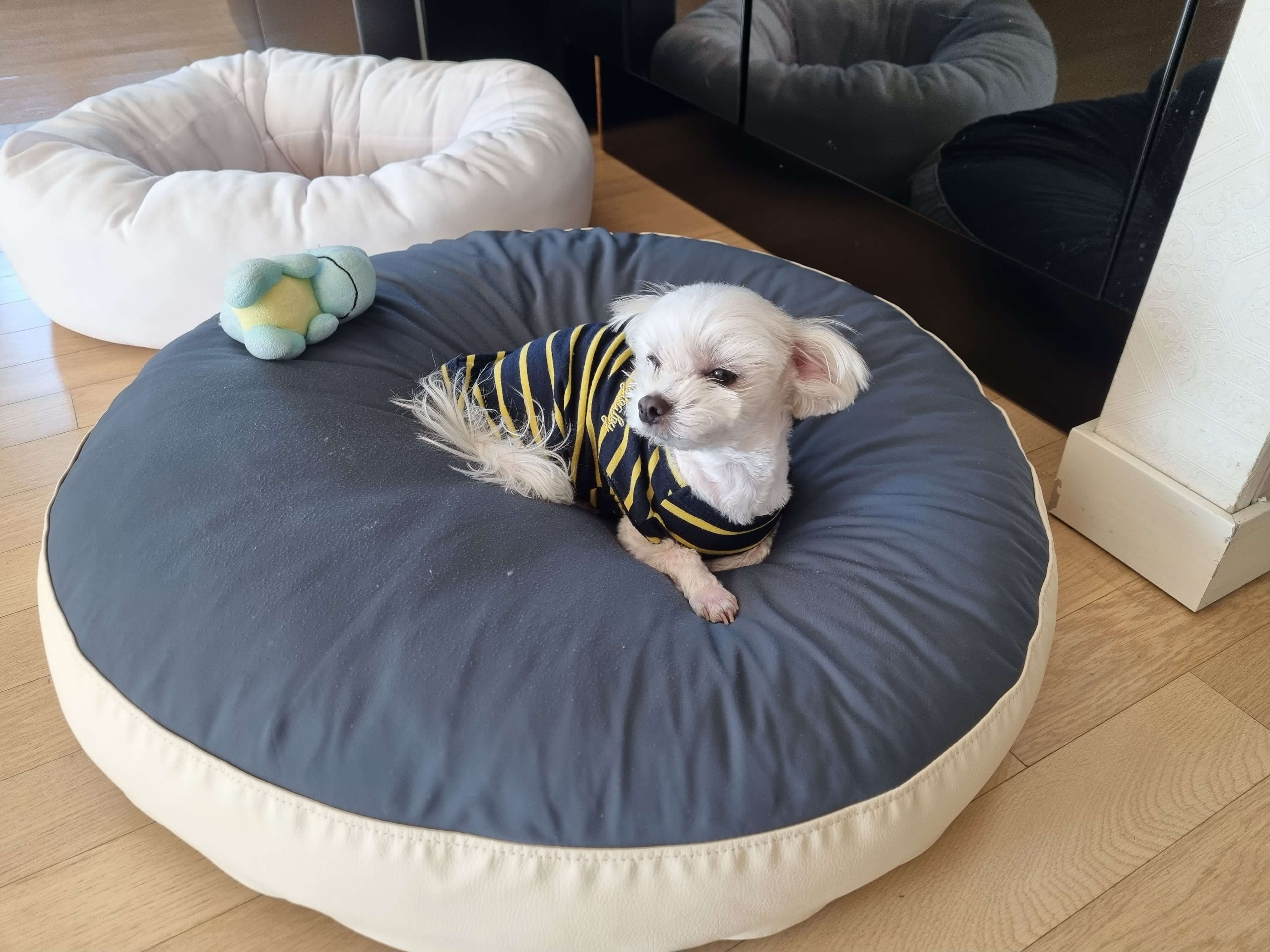 예쁜-강아지