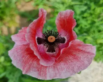 원주 용수골 꽃양귀비 축제_6