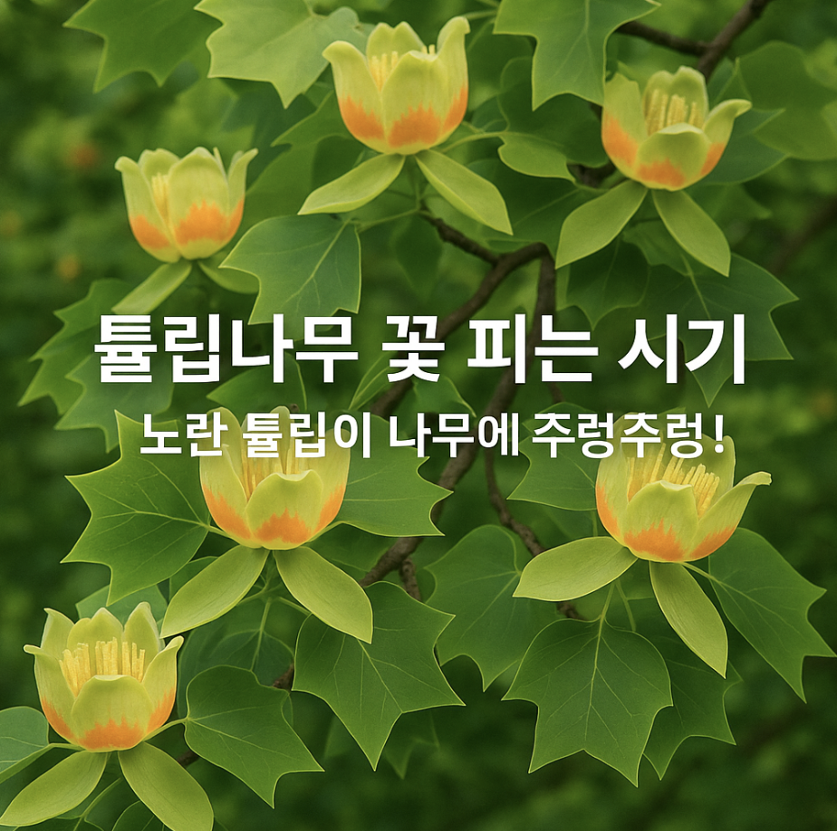 튤립나무 꽃 피는 시기, 노란 튤립이 나무에 주렁주렁!