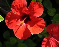 히비스커스 이미지 사진