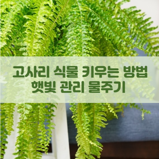 고사리 식물