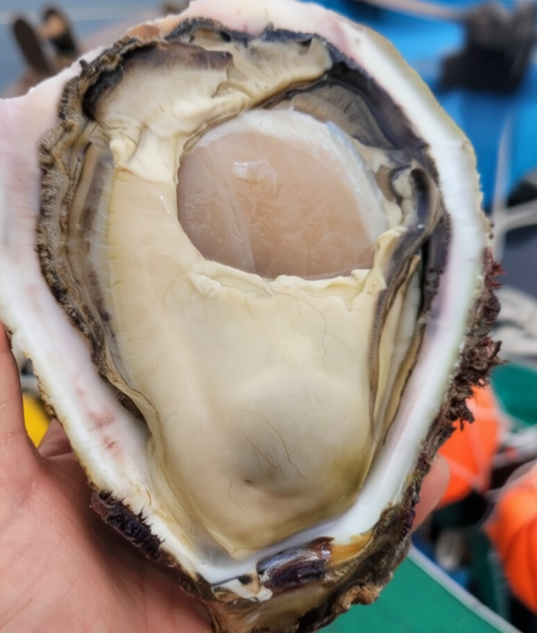 2025년 8월 제철 수산물 추천: 하모, 점농어, 바위굴, 보라성게