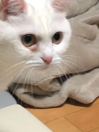 고양이가 눈물 흘리는 이유 눈물관리 가이드_10