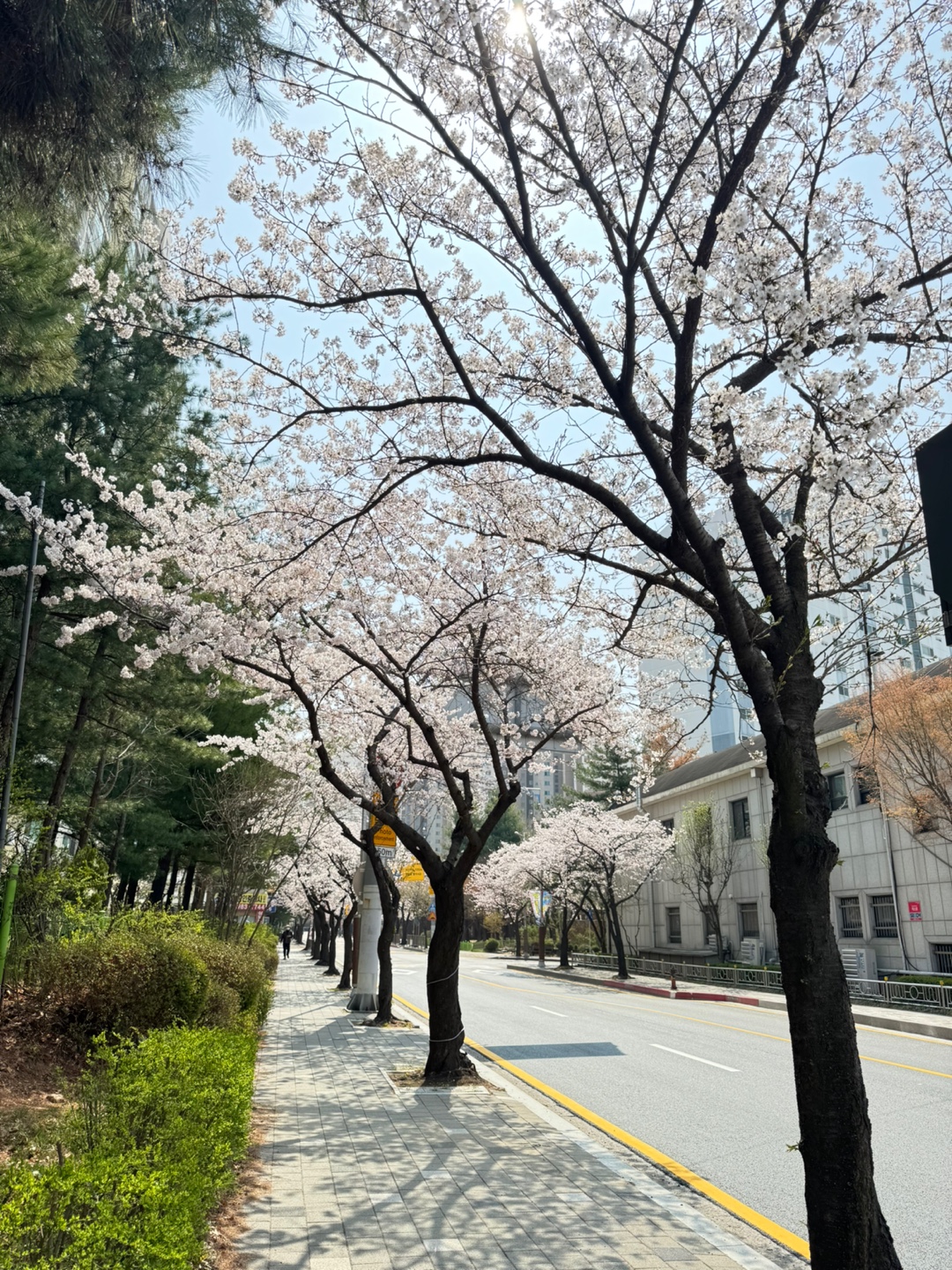 벚꽃축제