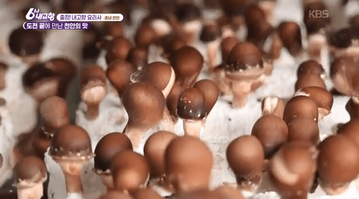 [6시내고향]충남 천안 참송이버섯 아산 딸기 &amp;#39;다울농장&amp;#44; 썬비딸기&amp;#39; 택배 판매 연락처 정보