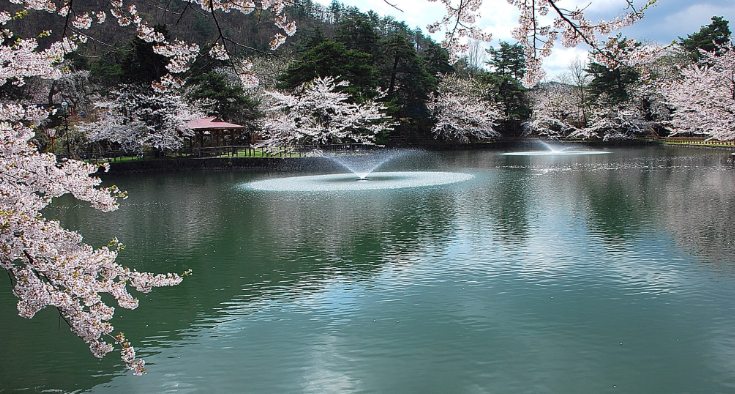 마토공원벚꽃-이미지출처-japan-travel